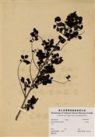 藏品(紅仔珠)的圖片